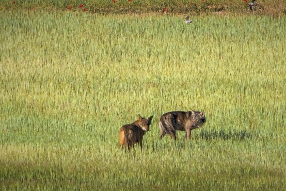 La pareja de lobos del Bajo Aragón está muy consolidada, aunque parece no tener crías