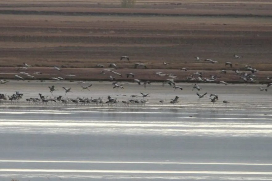 El Centro de Interpretación de  la Laguna de Gallocanta arranca  la temporada de visitas guiadas