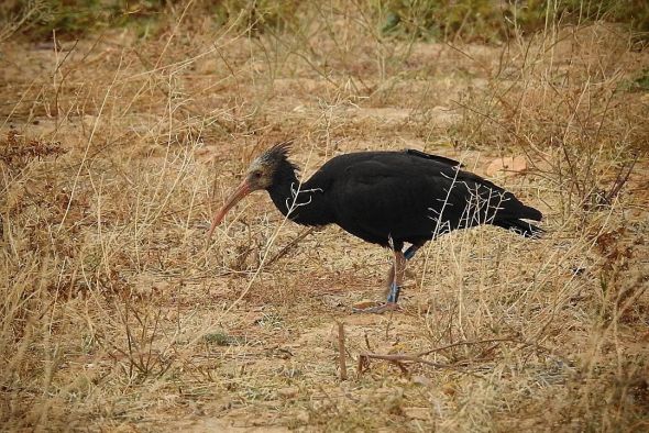 Un cazador desaprensivo abate en Alcorisa a una hembra de Ibis Eremita del Norte, en grave peligro de extinción