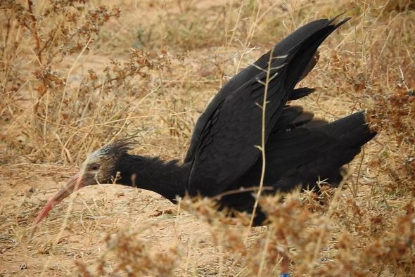 El Seprona y los APNs estrechan el cerco sobre el autor de la muerte de una hembra de ibis eremita del norte