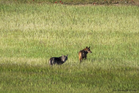 Dos asociaciones preparan unas jornadas en Alcañiz para debatir sobre convivencia con el lobo