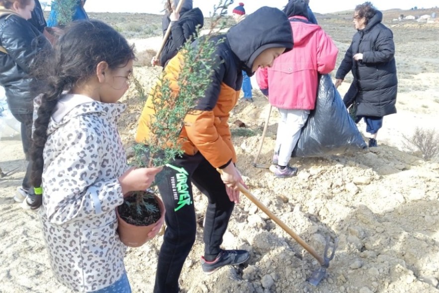 Sabinas, carrascas, pinos y cipreses  ya lucen en el camino del Molino en Alacón