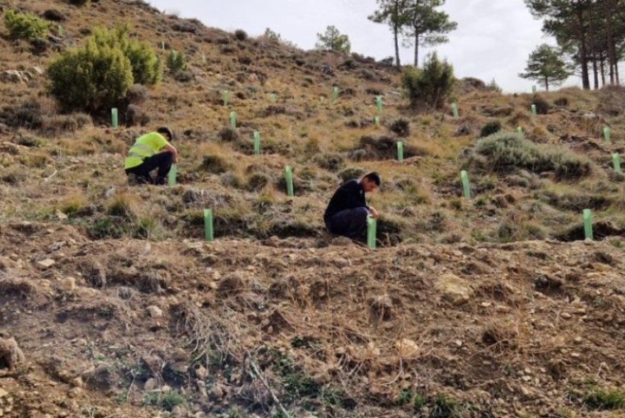 Gestión Forestal desarrolla un plan integral de actuaciones en el monte de las Masías de Ejulve