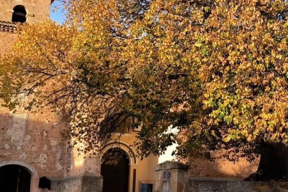 Todo listo en Alobras para celebrar el cuarto centenario de su emblemático olmo