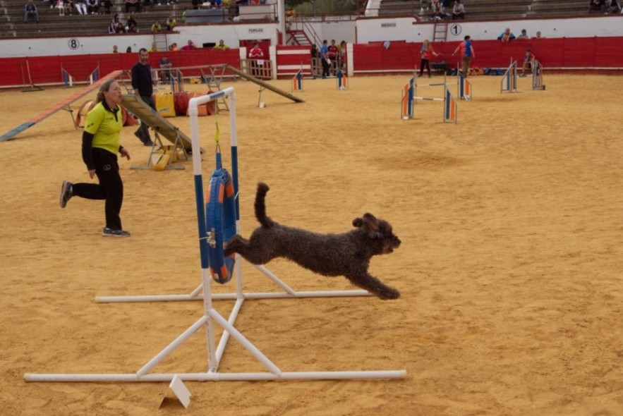 Utrillas se ha convertido este fin de semana en la capital española del Agility