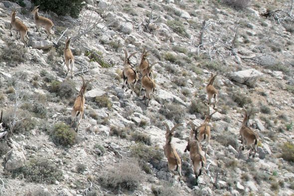 La sarna diezma la población de cabras hispánicas en las sierras del Matarraña y del Maestrazgo