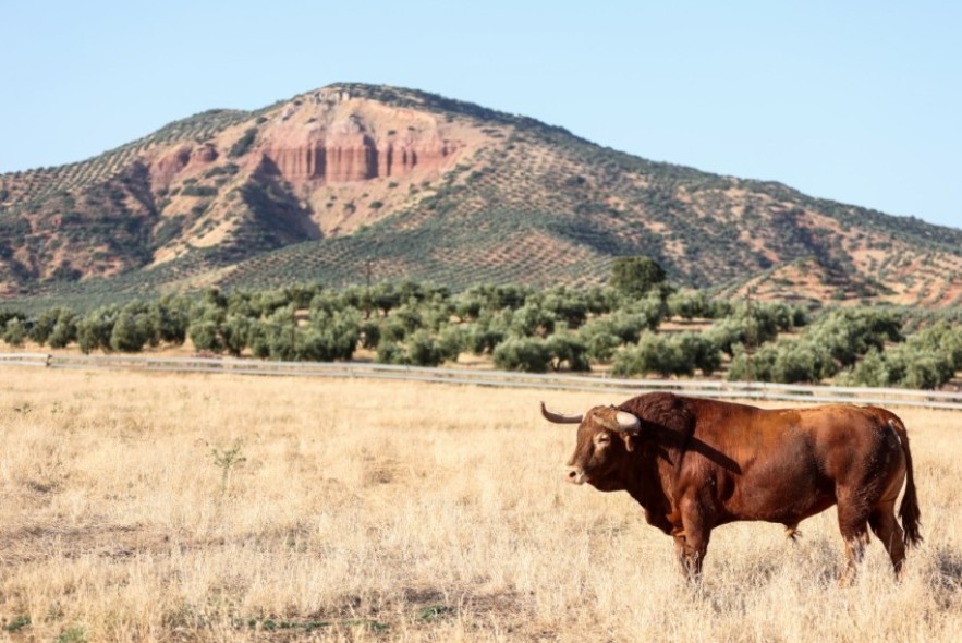 Los Ronceles, la ganadería de sangre Domecq que pasta en las tierras de Vilches