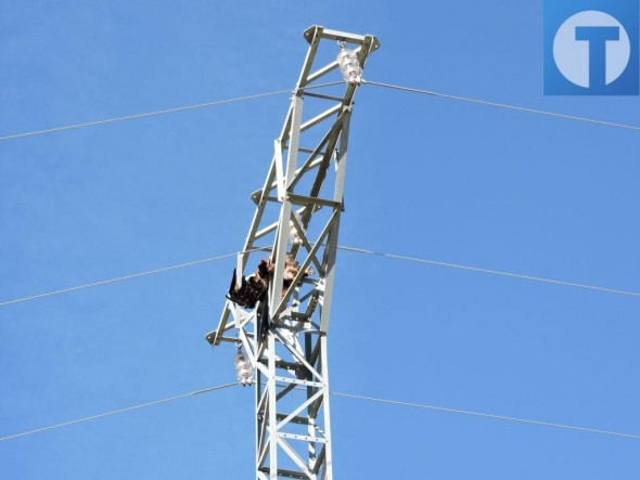 Agentes para la Protección de la Naturaleza de Cantavieja localizan dos águilas reales electrocutadas