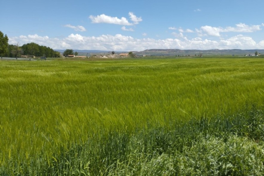 Los agricultores afrontan con optimismo la cosecha de cereal a pesar de las tormentas