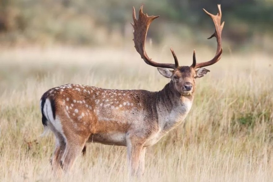 Los ciervos campan en el 10% de la superficie afectada por fauna salvaje