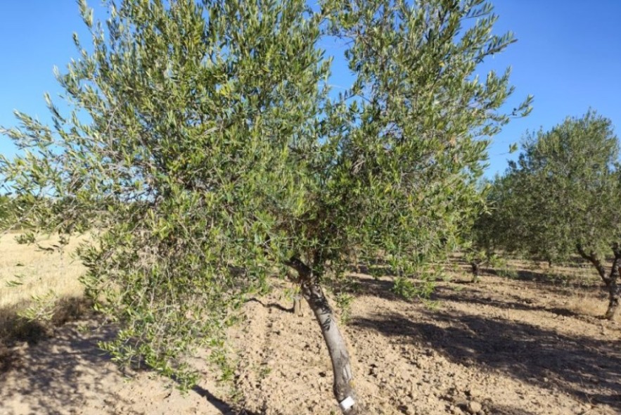 De la cueva a los olivos