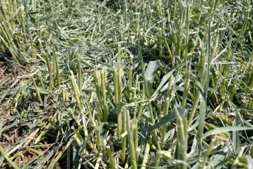 Agroseguro recibe daños por granizo en más de 2.000 hectáreas de cereal