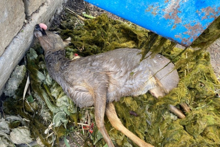 Al menos trece corzos se han ahogado en 25 días en la Estanca y el canal Calanda-Alcañiz
