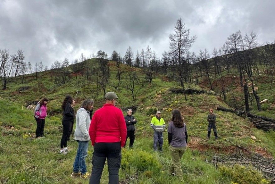 Recartografías planta pinos y carrascas en la zona quemada en su Finde Masovero