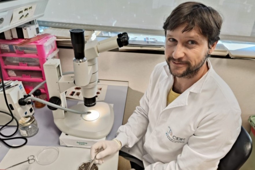 Localizan en Alcañiz mosquitos transmisores del virus del Nilo, pero no están contagiados