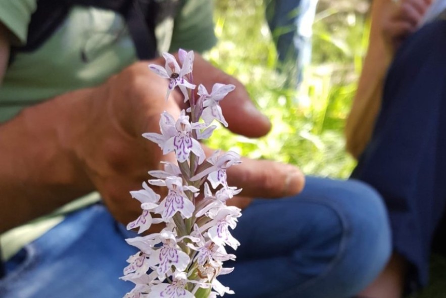 Las IX Jornadas de Orquídeas de la Sierra de Albarracín celebran una doble convocatoria en Moscardón y Terriente