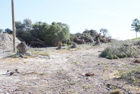 Comienza la tala de árboles  para la construcción de los accesos  al nuevo Hospital de Teruel