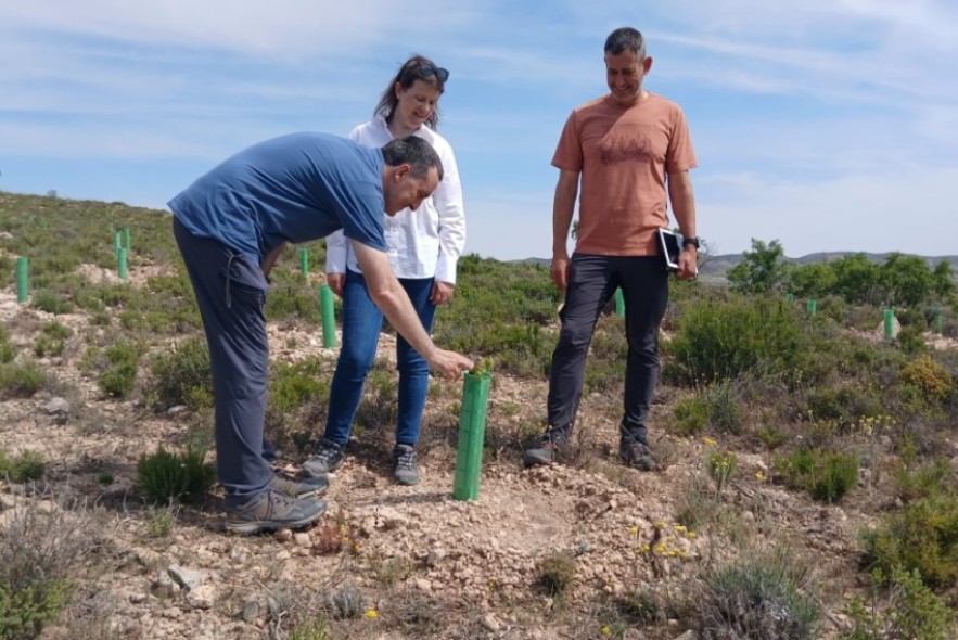 El Plan de Reforestación de Aragón avanza a buen ritmo en la provincia de Teruel