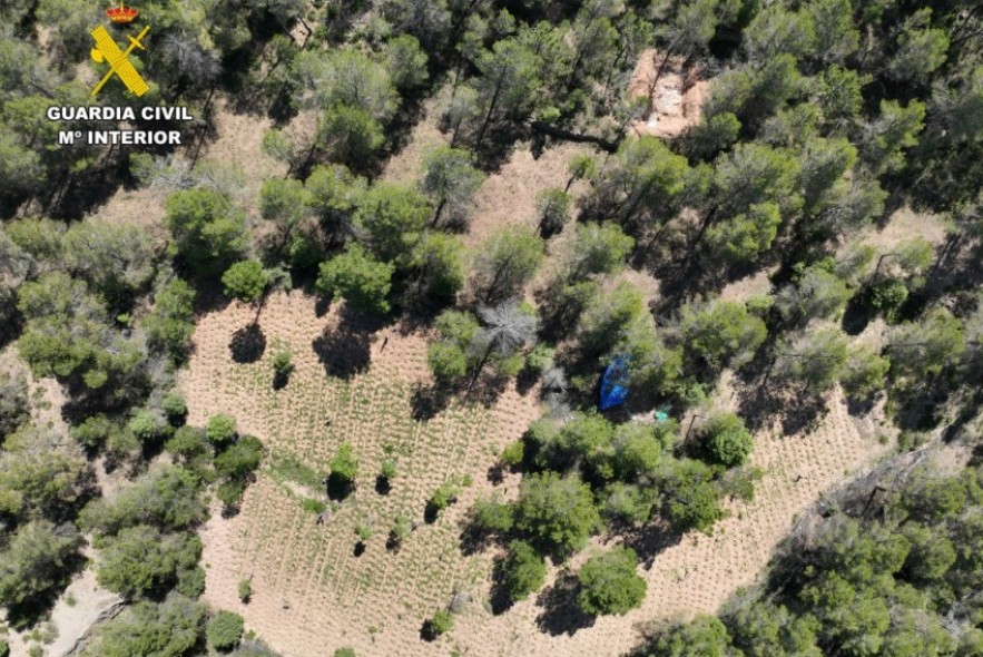 La Guardia Civil de Teruel evita la reactivación de una plantación de marihuana en Fuentes de Rubielos y detiene a dos personas