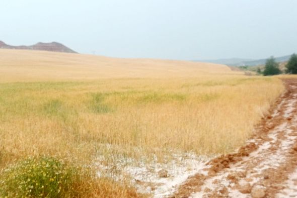 El pedrisco provoca daños en los campos  de cereal de El Poyo, Calamocha y Navarrete