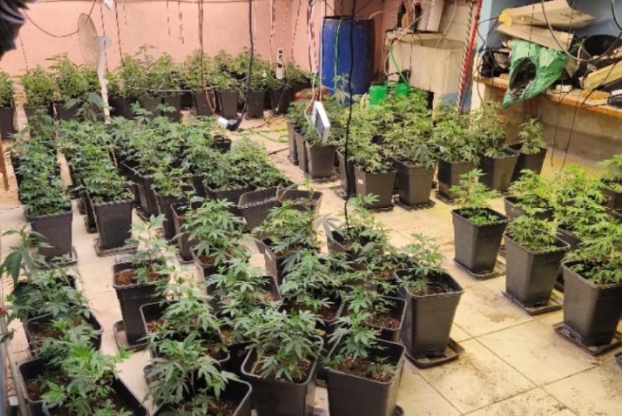 Desarticulada una organización criminal dedicada al cultivo 'indoor' de marihuana asentado en Teruel y Castellón