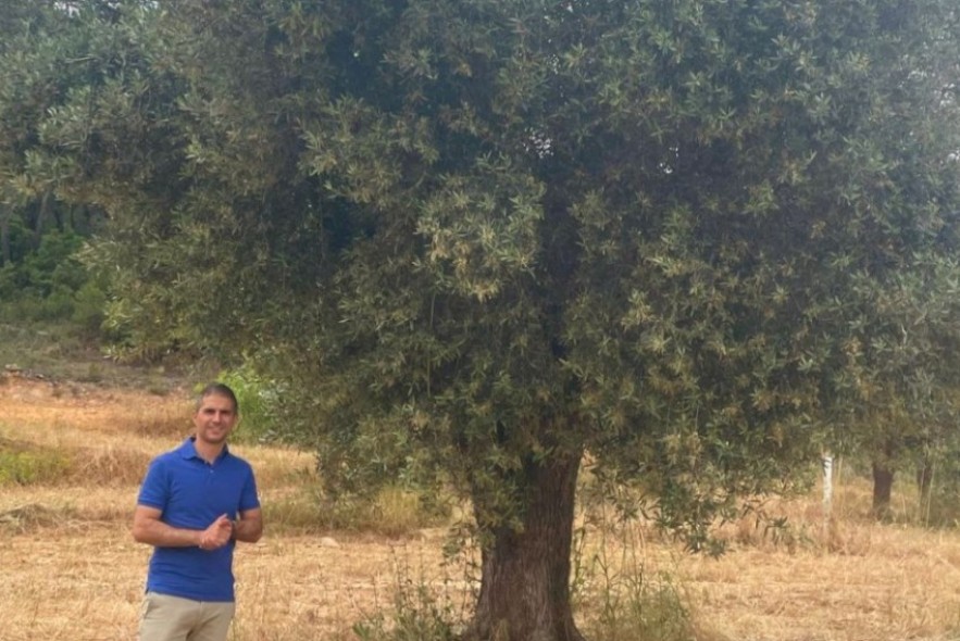El proyecto europeo Respira apuesta por los olivares del Matarraña como motor de desarrollo rural