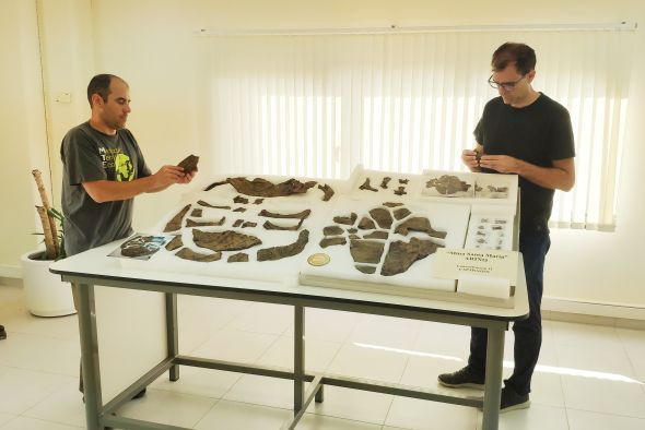 Ariño arroja el esqueleto más completo de Europa de una tortuga del Cretácico