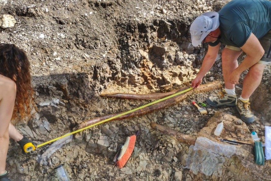 La campaña de excavación en el yacimiento Las Casiones de Villalba Baja saca a la luz las defensas de un gran mastodonte