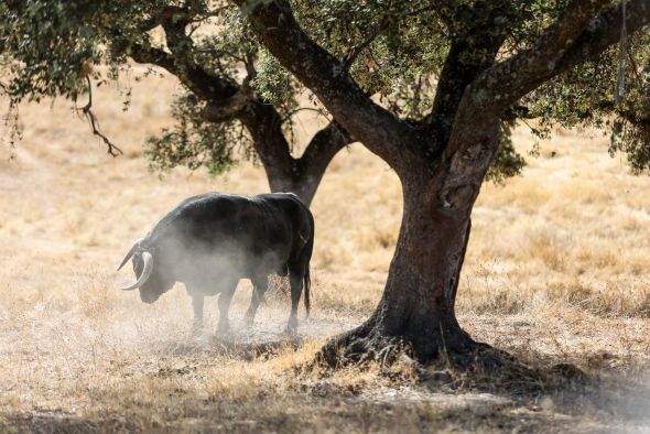 El picante del campo bravo: los enrazados y enclasados toros del hierro   de Aurora Algarra