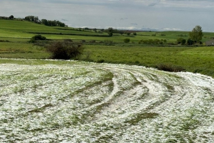La provincia suma 30.900 hectáreas  de cultivo siniestradas por el pedrisco