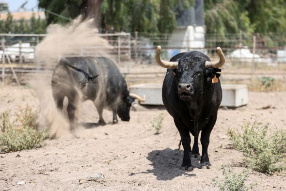 En el corazón de las marismas de Doñana  se forja la bravura de la ganadería Campos Peña
