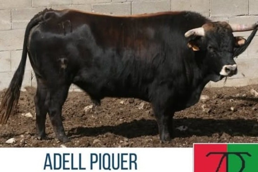 Diversidad ganadera en los actos taurinos de las fiestas de Mirambel