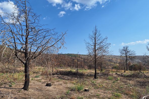 Un año después del fuego en el monte de Corbalán,  se confía en su restauración natural y espontánea