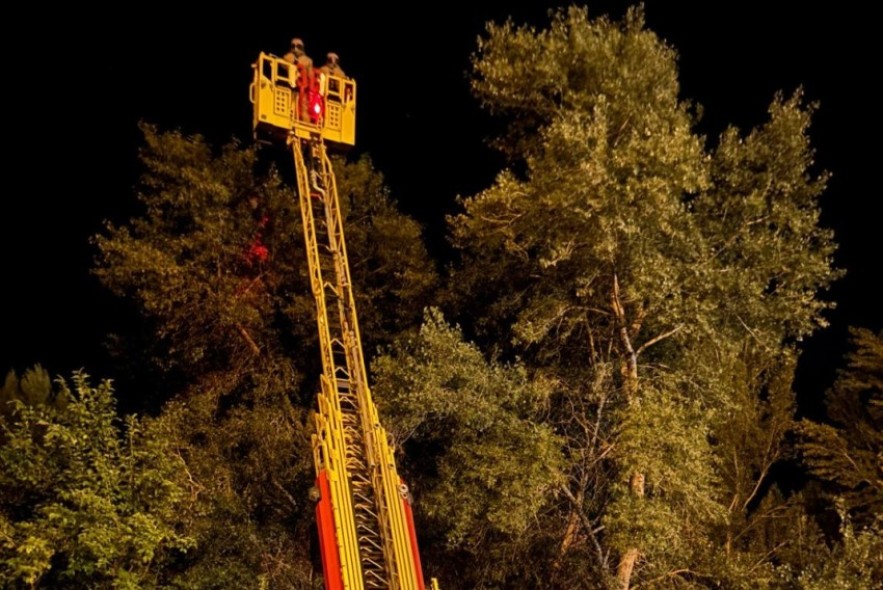 Los bomberos de la DPT retiran un nido de avispa asiática hallado en Alcañiz