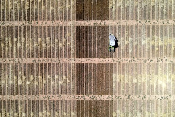 Los ensayos de cereal de invierno de Alcañiz  y Argente ofrecen resultados de gran valor sobre nuevas variedades