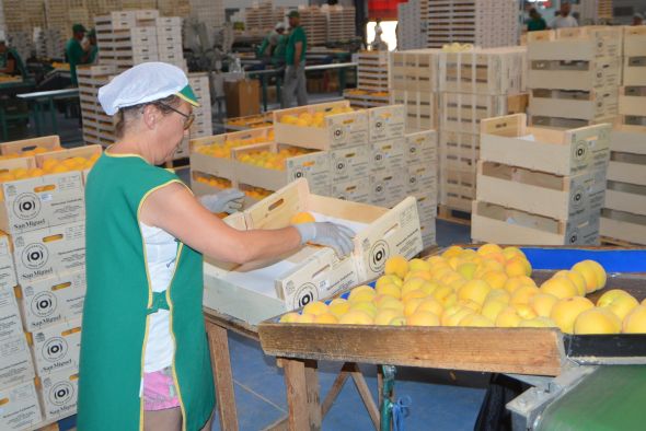 El melocotón mantiene buenas previsiones  de campaña aunque los precios van a la baja
