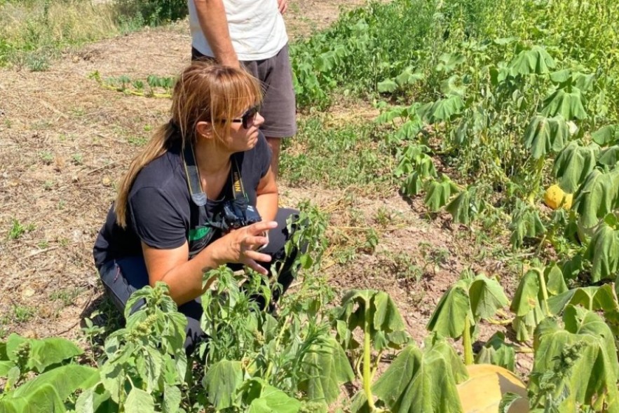 El CITA organiza una cata de tomates el 3 de septiembre en Santa Eulalia del Campo