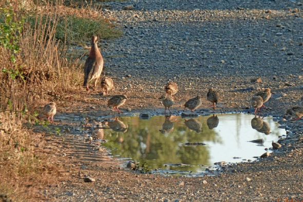 La población de perdiz se recupera tras años de bajada gracias a una primavera húmeda