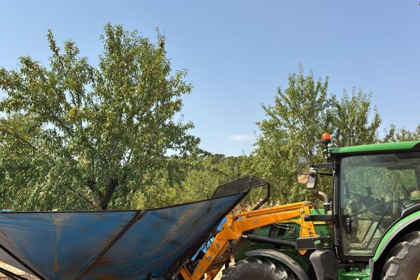 El almendro espera una cosecha del  70 por ciento motivada por las lluvias