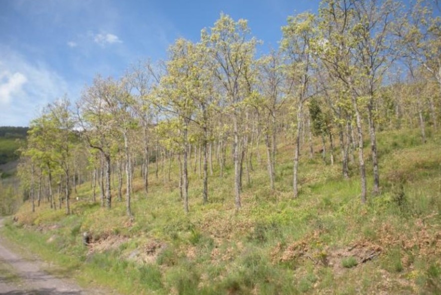 Aragón recibe 2,5 millones de euros para reforzar la salud de sus masas forestales, con intervenciones en Formiche, Mezquita de Jarque, Pancrudo y otros cinco municipios de la comunidad