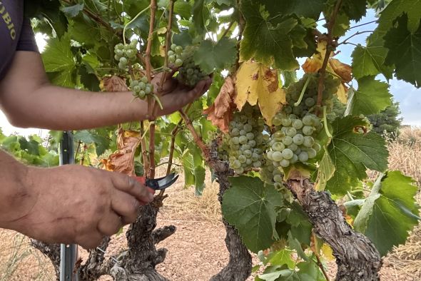 Aragón es una de las regiones con mayor riqueza vitivinícola de España