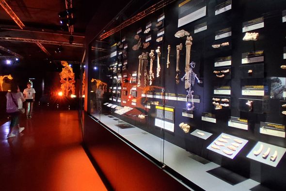 La era Terciaria con nombre propio turolense se despliega en la Sala  de los Mamíferos del Paleontológico
