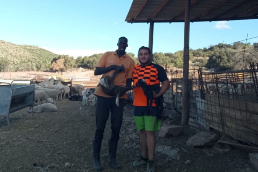 Abdulaye Biop, contratado como peón ganadero en una explotación de ovino: “Me quiero quedar  en el pueblo, toda la gente  nos ha recibido muy bien”