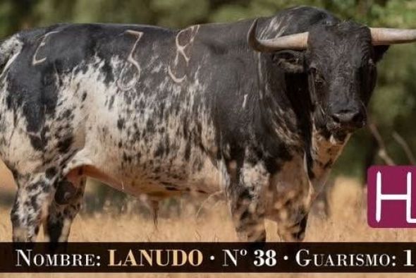 Dos toros cerriles y la XX Exhibición de emboladores en la Feria de Mosqueruela