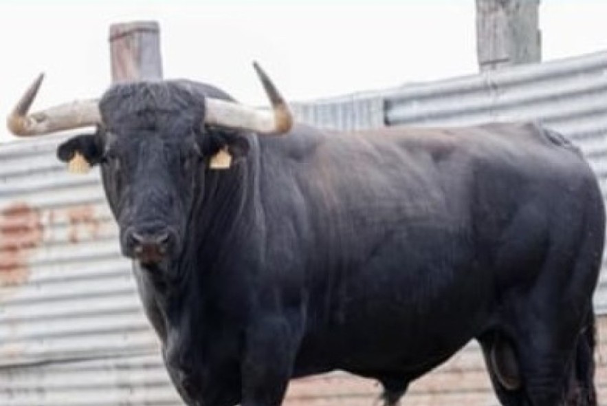 Negrillo, de Pedro Fumadó, en suerte para Teruel en el Congreso de Toro de Cuerda