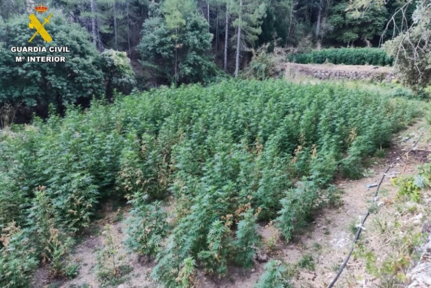La Guardia Civil desmantela en Valderrobres una plantación de 1.700 plantas de marihuana y detiene a dos personas, ya en prisión
