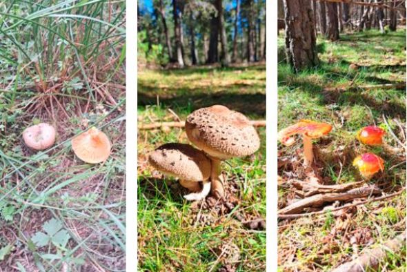 La falta de precipitaciones pospone  la campaña micológica de otoño