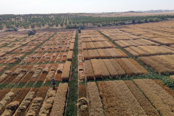 La producción de cereal supera las 506.000 toneladas frente a las 150.000 de 2024