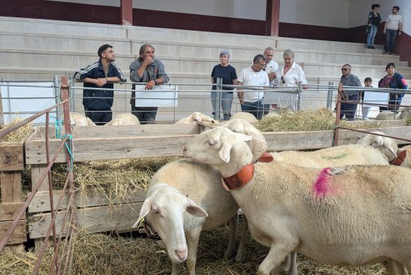 Confirmado el primer positivo  de lengua azul en Teruel  a falta de conocer el serotipo