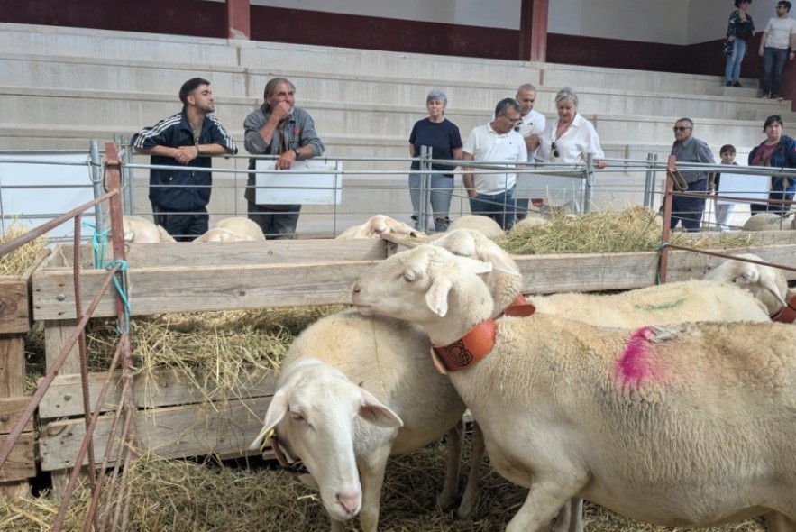 El laboratorio de Algete confirma que los casos de lengua azul de Teruel son de serotipo 3